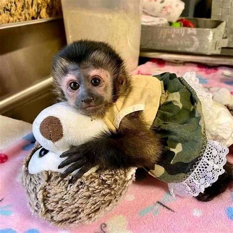 FULL ONGOING AFTERSALE SUPPORT and Health certification comes with each baby. . Licensed capuchin monkey breeders